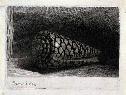 Il conus marmoreus di Rembrandt, 1650